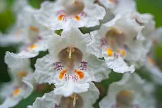 цветки катальпы