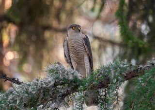 наверное это самка..