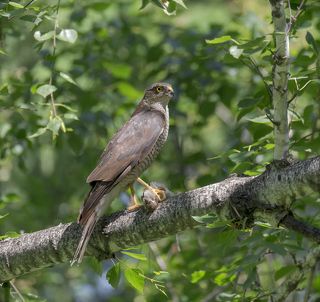 самка  - из другой семьи..
