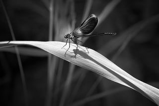 черно-белый вариант