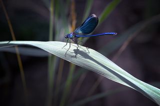 цветной вариант