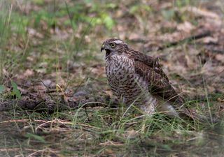 после столкновения с собратом при попытке отнять трофей.