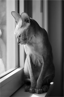 Задумчивая