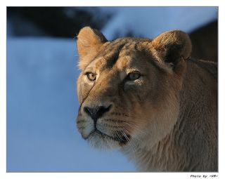Львица - сердитая девочка.
