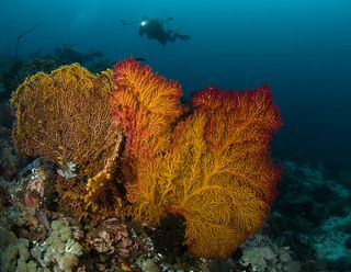 Цвета осени