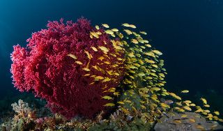 Золотые рыбки. Здесь они и живут. И каждая способна исполнять желания (по крайней мере - старается). Надо только правильно попросить.