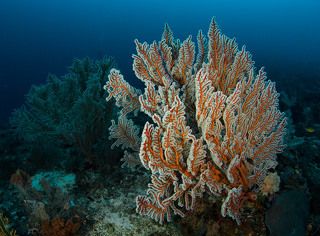 Утренний иней