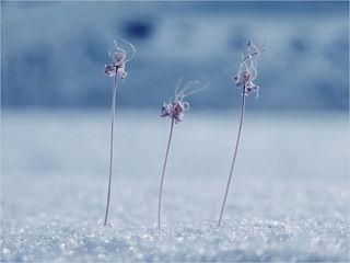 ...подружки....