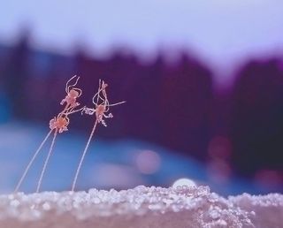 ...сплетницы....