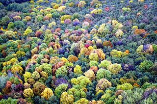 Борщёвский лес