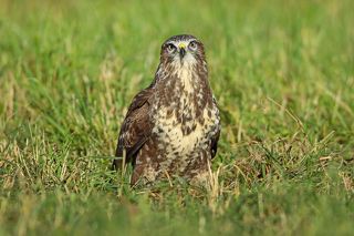 Обыкновенный канюк – хищник среднего размера, встречается по всей Европе, Азии и в Африке, куда мигрирует на зиму. Из-за большого размера и коричневого цвета канюков путают с другими видами, особенно с красным коршуном и беркутом. Птицы выглядят одинаково на расстоянии, но у канюка обыкновенного своеобразный зов, как кошачье мяуканье, и отличительная форма в полете. При взлете и скольжении в воздухе хвост раздувается, крылья канюк удерживает в форме неглубокого «V». Цвет тела птиц варьируется от темно-коричневого до намного более светлого. У всех канюков заостренные хвосты и темные кончики крыльев.