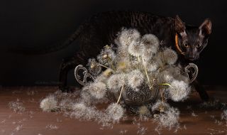 С котиком и одуванчиками