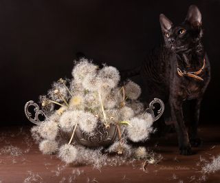 С котиком и одуванчиками -2