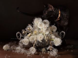 С котиком и одуванчиками-3