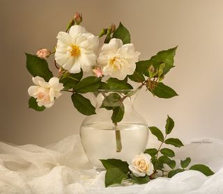 с белыми розами