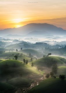 Far away to the tea hill...1