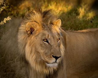 Царь. Просто царь