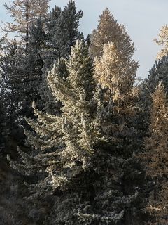 03 Легкий иней покрыл зеленые кедры и золотые лиственницы, …