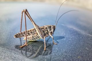 Кузнечик белолобый, южный бородавочник (Decticus albifrons Fabricius, 1775). Близкий родственник серого кузнечика.  Кузнечиков в Крыму ну очень много и все огромные, упитанные, заполонили всё прибрежное пространство и в высохшей траве, скачут и летают и даже к машине пристают, облепляют, прокатиться просят.