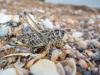 Кузнечиков в Крыму ну очень много, заполонили всё прибрежное пространство и в высохшей траве и на самом берегу по ракушкам лазят