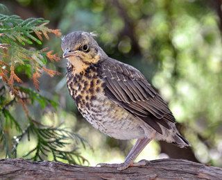 Позирующий слёток