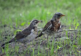 Супружеская пара