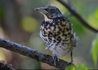 Чудо в перьях