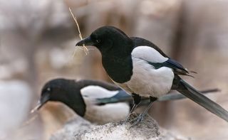 забота о будущем потомстве, пара благоустраивает своё гнездо.