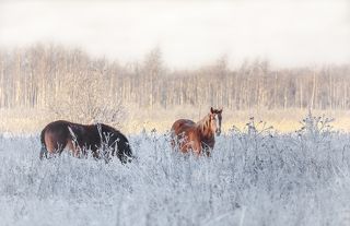 лошадки, мне сказали, что ничьи.. гуляют сами по себе.