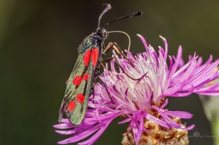 Пестрянка таволговая и василёк луговой