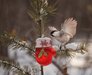 Моя  рукавичка!