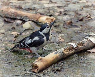 на почти пересохшем водоёме в лесу и в жаркий день.