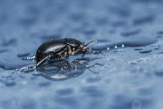 После дождя.  Canon EOS 60D