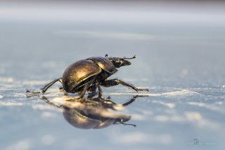 Жук стригун.  Canon EOS 60D