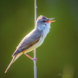 Поющая в камышах.