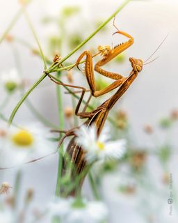 Mantis religiosa. Canon EOS 60D