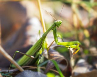 Снимаю осенние пейзажи, вижу под ногами богомол.  Canon EOS 60D