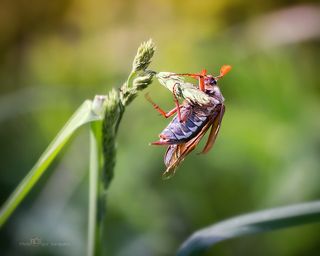 Держи меня, соломинка, держи меня ...  Canon EOS 60D