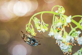 Воздушный акробат. Canon EOS 60D