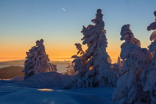 03 … и только кедрам, как настоящим сибирякам, удается противостоять этому гнету