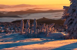 02 Пихтам тяжелее даётся жизнь наверху: снега и ветры стараются согнуть их в три погибели и не всем деревьям удаётся этому противостоять…