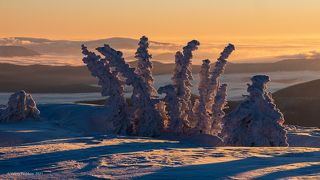 01 Пихты, как удивительные снежные цветы, украшают верхнюю границу тайги, …