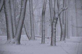 Россия.Псковская область.