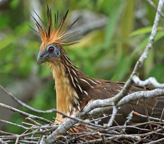 Гоацины держатся в затопленных приречных зарослях, по берегам рек. Почти не летают, большую часть времени держатся на деревьях и редко спускается на землю. Ест листья и фрукты, которые переваривает с помощью ферментации, наподобие жвачным. От этого гоацин обладает необыкновенно противным, неприятным, навозным запахом.