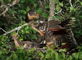 Кусочки листьев, оторванные коротким, крепким, зазубренным клювом и смоченные слюной, поступают в огромный зоб, занимающий большую часть грудной клетки. Зоб настолько велик, что сидящий гоацин для удержания равновесия обычно опирается грудью на ближайшую ветку, для чего на груди имеется даже специальное кожное утолщение, напоминающее мозоль.