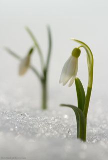 Весенний дуэт