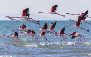 Каждую зиму фламинго прилетают на зимовку к побережью Каспийского моря