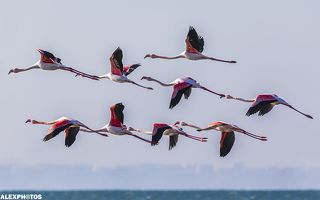 Каждую зиму фламинго прилетают на зимовку к побережью Каспийского моря