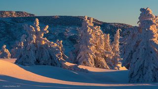 02 Могучим кедрам лучше удается противостоять напору Сибирской зимы, …