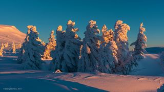 03 … но даже им приходится иногда склонять макушки под напором стихии